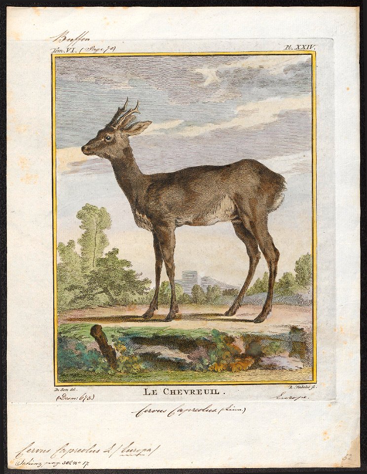 Cervus capreolus - 1700-1880 - Print - Iconographia Zoologica - Special Collections University of Amsterdam - UBA01 IZ21500009