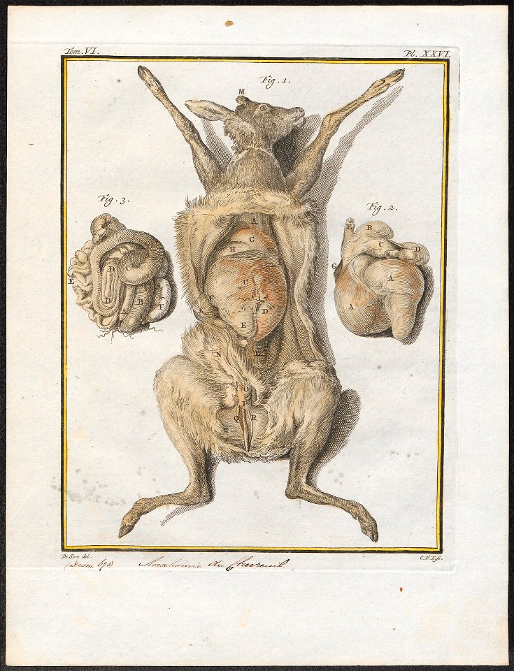 Cervus capreolus - anatomie - 1700-1880 - Print - Iconographia Zoologica - Special Collections University of Amsterdam - UBA01 IZ21500021