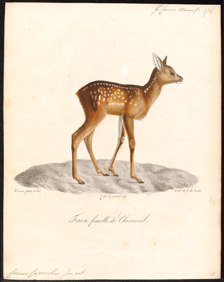 Cervus capreolus - 1818-1842 - Print - Iconographia Zoologica - Special Collections University of Amsterdam - UBA01 IZ21500019