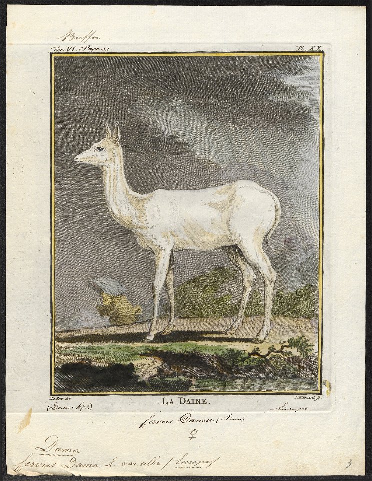 Cervus dama (var. alba) - 1700-1880 - Print - Iconographia Zoologica - Special Collections University of Amsterdam - UBA01 IZ21500152