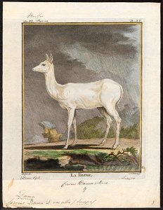 Cervus dama (var. alba) - 1700-1880 - Print - Iconographia Zoologica - Special Collections University of Amsterdam - UBA01 IZ21500152