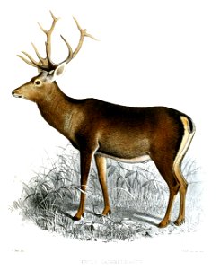 Cervus cashmeerianus Smit