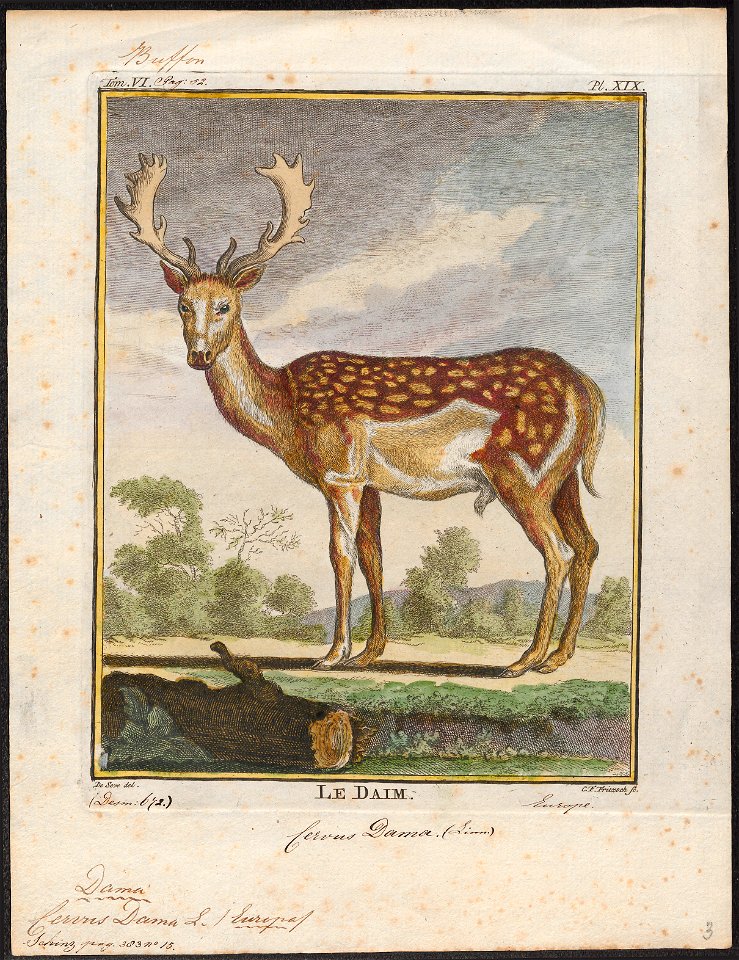 Cervus dama - 1700-1880 - Print - Iconographia Zoologica - Special Collections University of Amsterdam - UBA01 IZ21500142