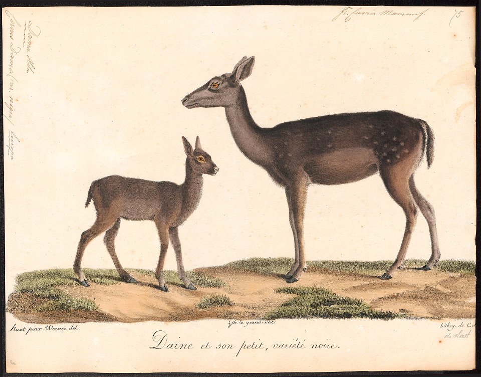 Cervus dama (var. nigra) - 1818-1842 - Print - Iconographia Zoologica - Special Collections University of Amsterdam - UBA01 IZ21500150