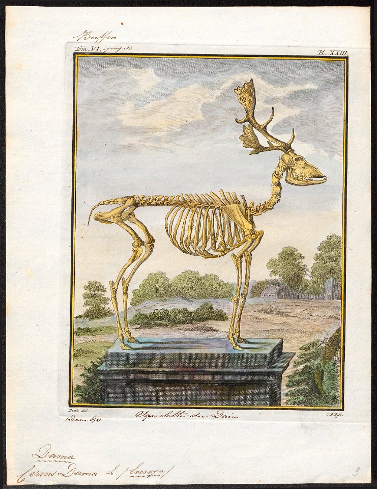 Cervus dama - skelet - 1700-1880 - Print - Iconographia Zoologica - Special Collections University of Amsterdam - UBA01 IZ21500156