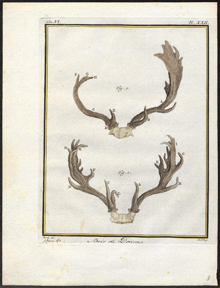 Cervus dama - gewei - 1700-1880 - Print - Iconographia Zoologica - Special Collections University of Amsterdam - UBA01 IZ21500164