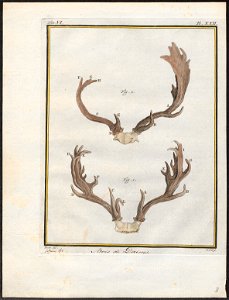 Cervus dama - gewei - 1700-1880 - Print - Iconographia Zoologica - Special Collections University of Amsterdam - UBA01 IZ21500164