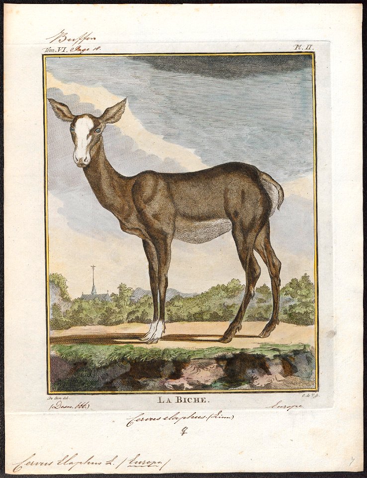 Cervus elaphus - 1700-1880 - Print - Iconographia Zoologica - Special Collections University of Amsterdam - UBA01 IZ21500236