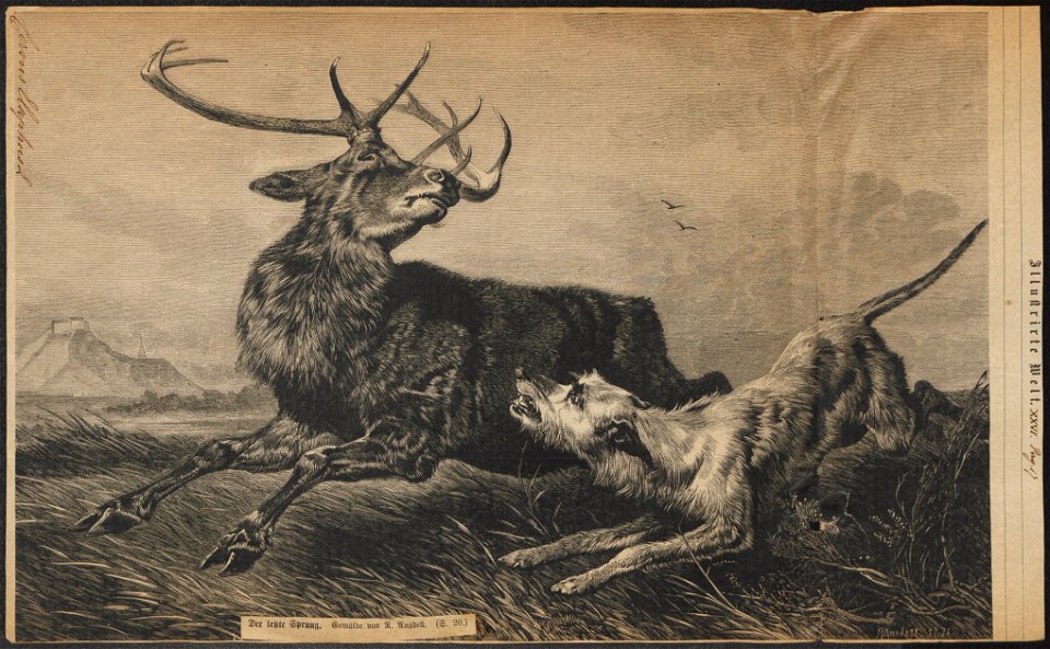 Cervus elaphus - 1878 - Print - Iconographia Zoologica - Special Collections University of Amsterdam - UBA01 IZ21500250