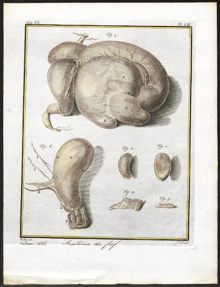 Cervus elaphus - anatomie - 1700-1880 - Print - Iconographia Zoologica - Special Collections University of Amsterdam - UBA01 IZ21500300