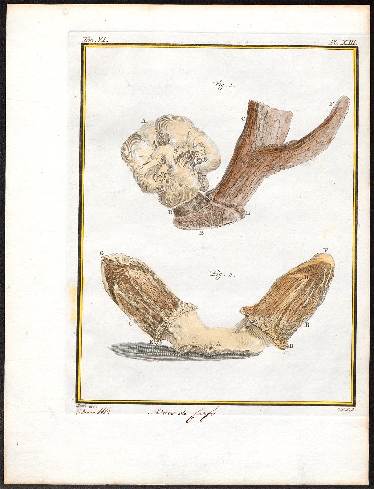 Cervus elaphus - gewei - 1700-1880 - Print - Iconographia Zoologica - Special Collections University of Amsterdam - UBA01 IZ21500288