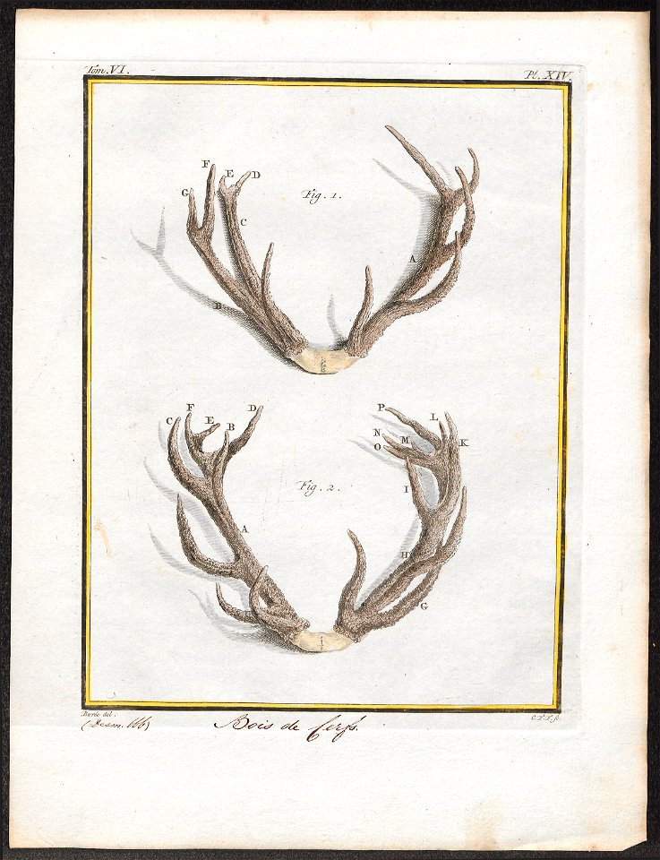 Cervus elaphus - gewei - 1700-1880 - Print - Iconographia Zoologica - Special Collections University of Amsterdam - UBA01 IZ21500290