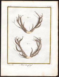 Cervus elaphus - gewei - 1700-1880 - Print - Iconographia Zoologica - Special Collections University of Amsterdam - UBA01 IZ21500290