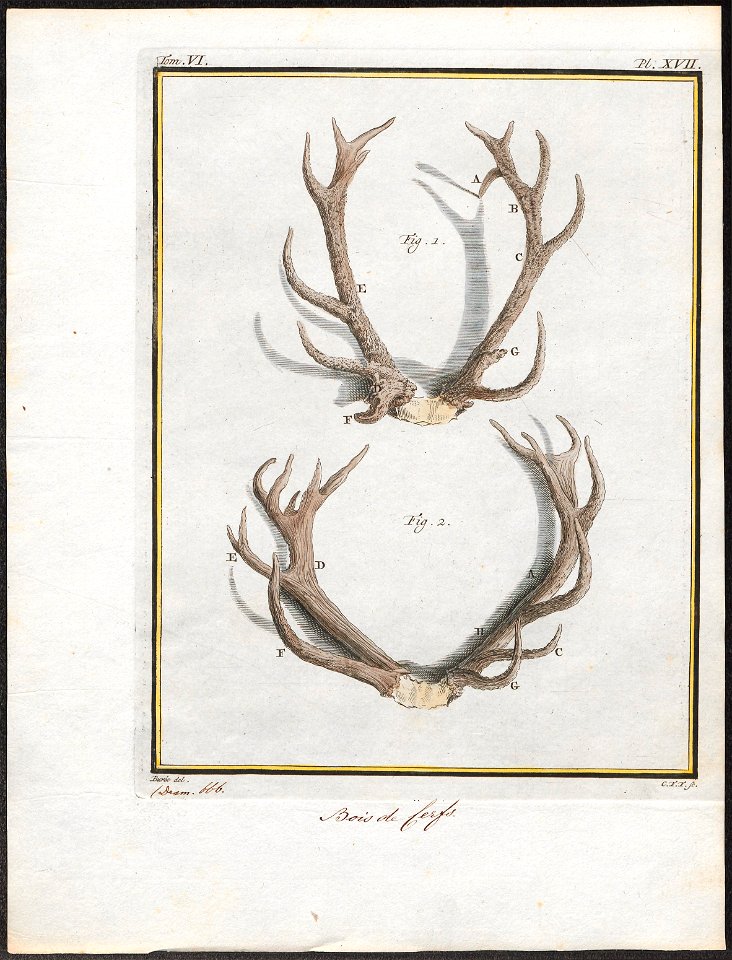 Cervus elaphus - gewei - 1700-1880 - Print - Iconographia Zoologica - Special Collections University of Amsterdam - UBA01 IZ21500296