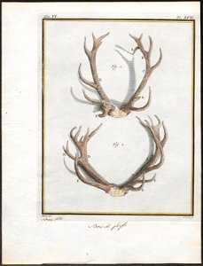 Cervus elaphus - gewei - 1700-1880 - Print - Iconographia Zoologica - Special Collections University of Amsterdam - UBA01 IZ21500296