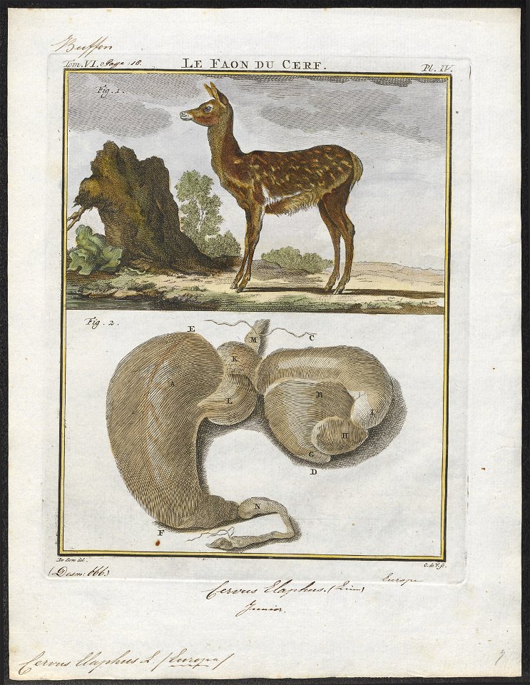 Cervus elaphus - met ingewanden - 1700-1880 - Print - Iconographia Zoologica - Special Collections University of Amsterdam - UBA01 IZ21500278