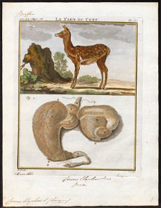 Cervus elaphus - met ingewanden - 1700-1880 - Print - Iconographia Zoologica - Special Collections University of Amsterdam - UBA01 IZ21500278