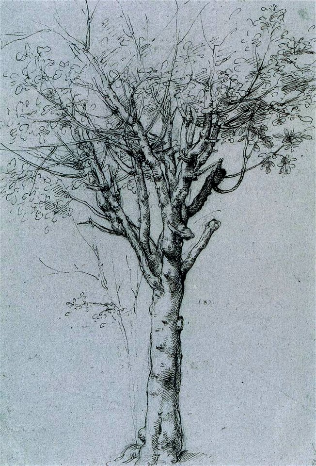 Cesare Da Sesto - Study of a Tree - WGA04688