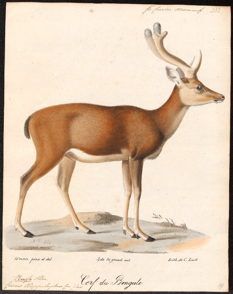 Cervus hippelaphus - 1818-1842 - Print - Iconographia Zoologica - Special Collections University of Amsterdam - UBA01 IZ21500128