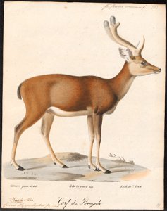 Cervus hippelaphus - 1818-1842 - Print - Iconographia Zoologica - Special Collections University of Amsterdam - UBA01 IZ21500128