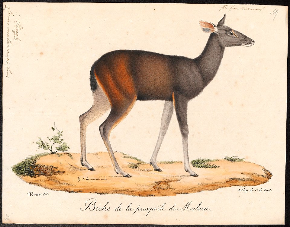 Cervus malaccensis - 1818-1842 - Print - Iconographia Zoologica - Special Collections University of Amsterdam - UBA01 IZ21500132