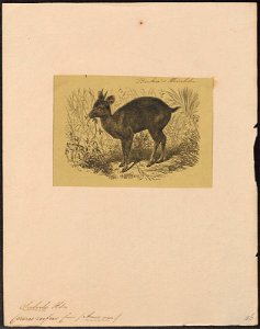 Cervus rufus - 1700-1880 - Print - Iconographia Zoologica - Special Collections University of Amsterdam - UBA01 IZ21500358