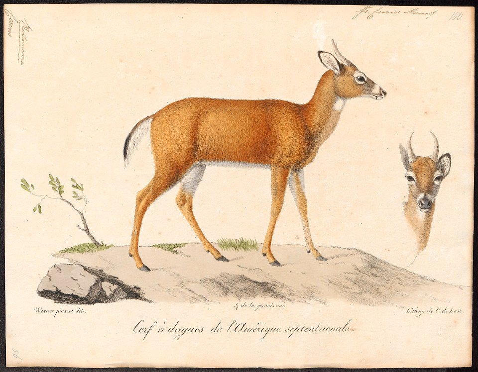Cervus rufus - 1818-1842 - Print - Iconographia Zoologica - Special Collections University of Amsterdam - UBA01 IZ21500354