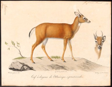 Cervus rufus - 1818-1842 - Print - Iconographia Zoologica - Special Collections University of Amsterdam - UBA01 IZ21500354