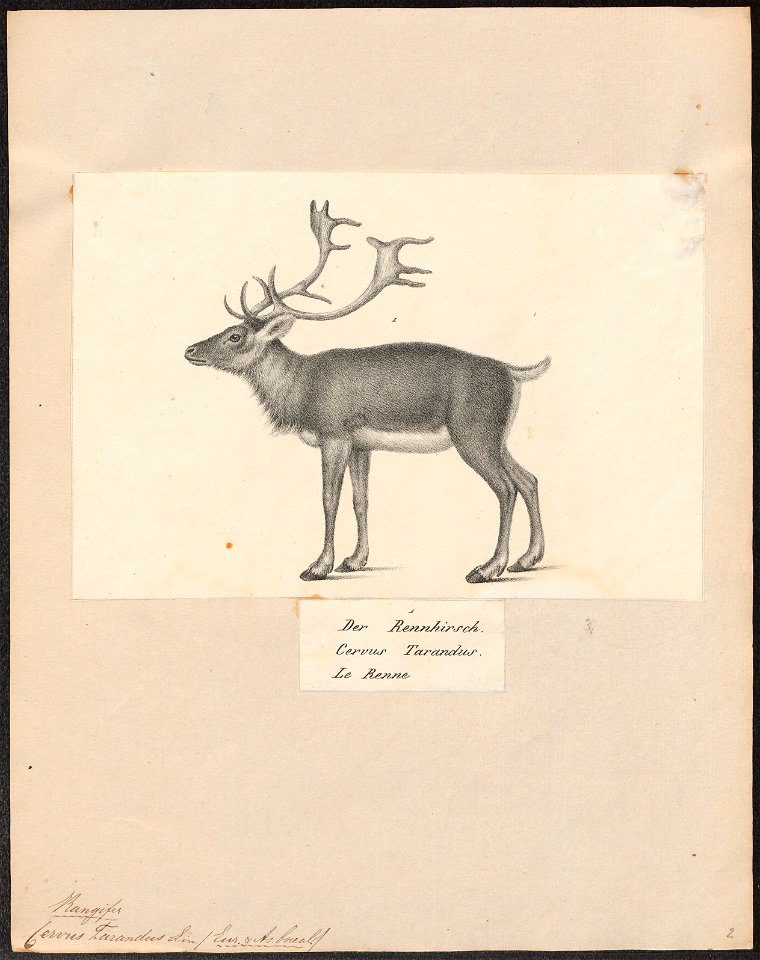 Cervus tarandus - 1809-1845 - Print - Iconographia Zoologica - Special Collections University of Amsterdam - UBA01 IZ21500090