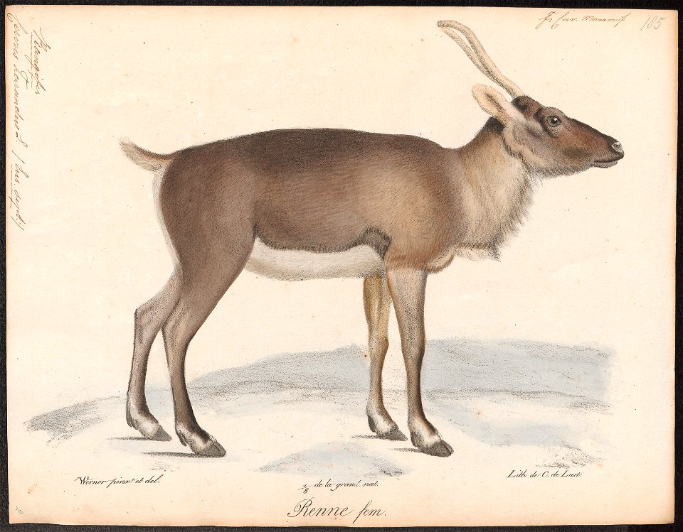 Cervus tarandus - 1818-1842 - Print - Iconographia Zoologica - Special Collections University of Amsterdam - UBA01 IZ21500059
