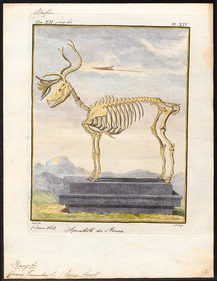 Cervus tarandus - skelet - 1700-1880 - Print - Iconographia Zoologica - Special Collections University of Amsterdam - UBA01 IZ21500063