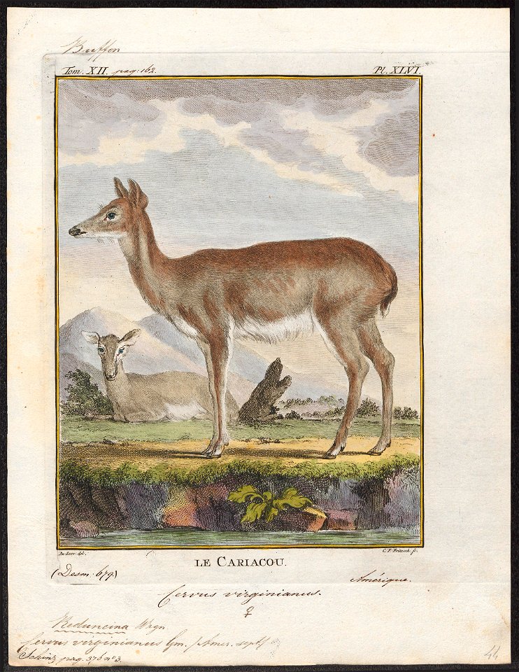 Cervus virginianus - 1700-1880 - Print - Iconographia Zoologica - Special Collections University of Amsterdam - UBA01 IZ21500039