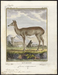 Cervus virginianus - 1700-1880 - Print - Iconographia Zoologica - Special Collections University of Amsterdam - UBA01 IZ21500039