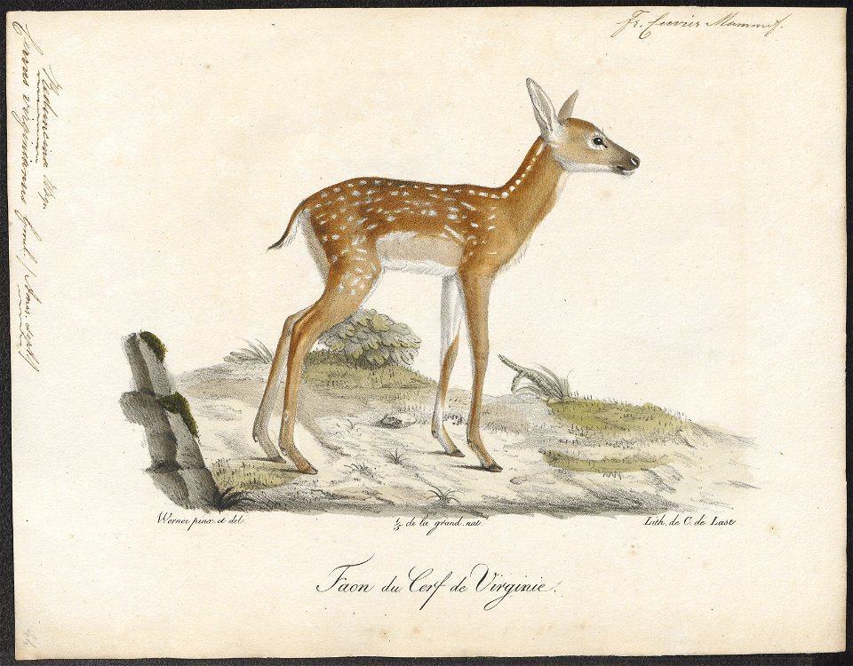 Cervus virginianus - 1818-1842 - Print - Iconographia Zoologica - Special Collections University of Amsterdam - UBA01 IZ21500041