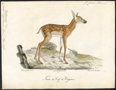 Cervus virginianus - 1818-1842 - Print - Iconographia Zoologica - Special Collections University of Amsterdam - UBA01 IZ21500041