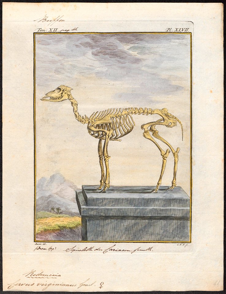 Cervus virginianus - skelet - 1700-1880 - Print - Iconographia Zoologica - Special Collections University of Amsterdam - UBA01 IZ21500043