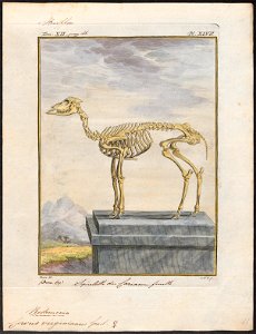 Cervus virginianus - skelet - 1700-1880 - Print - Iconographia Zoologica - Special Collections University of Amsterdam - UBA01 IZ21500043