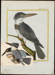 Ceryle alcyon - 1700-1880 - Print - Iconographia Zoologica - Special Collections University of Amsterdam - UBA01 IZ16800259