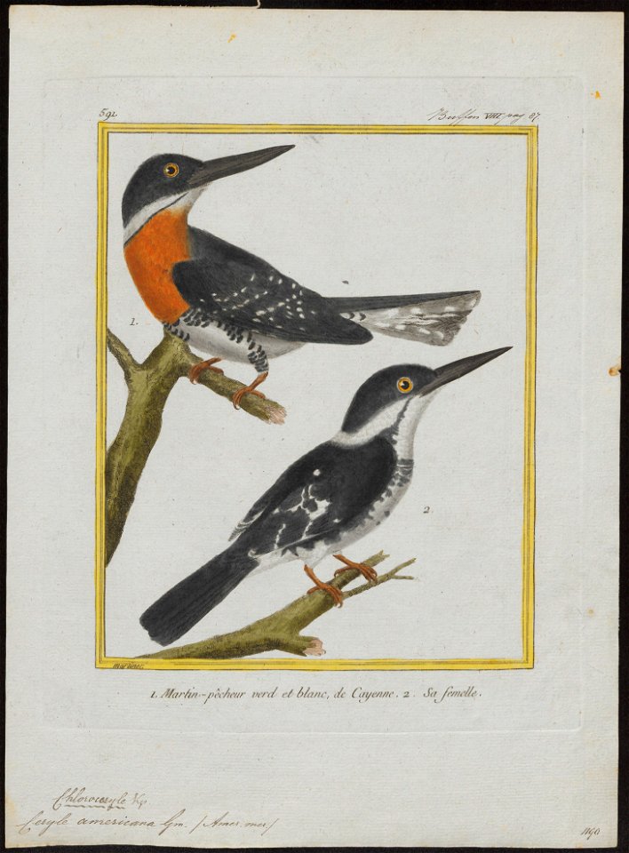 Ceryle americana - 1700-1880 - Print - Iconographia Zoologica - Special Collections University of Amsterdam - UBA01 IZ16800275