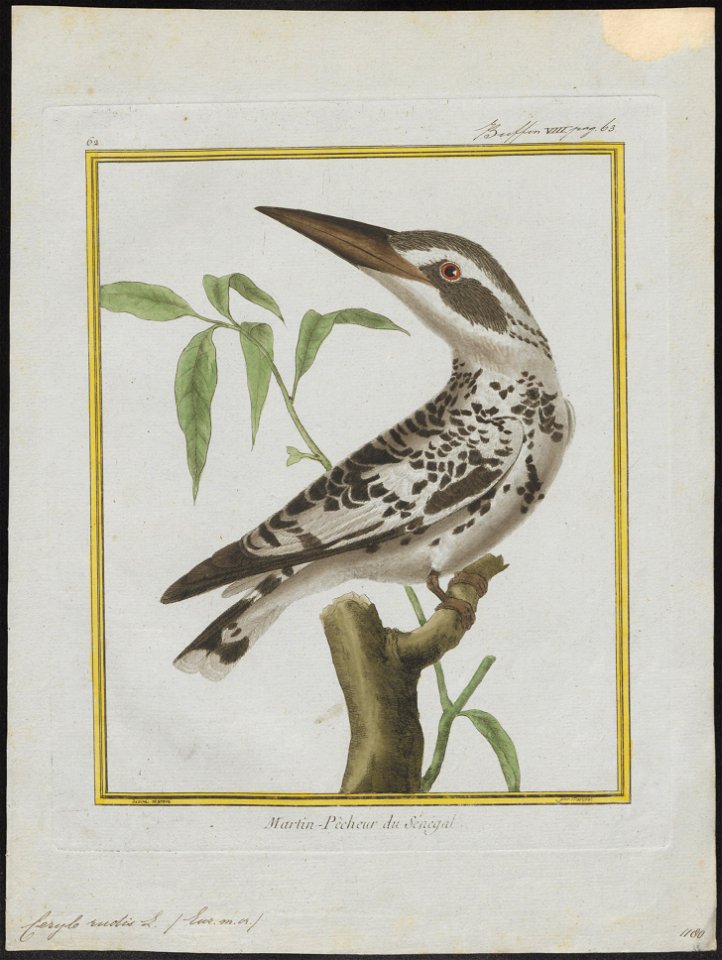 Ceryle rudis - 1700-1880 - Print - Iconographia Zoologica - Special Collections University of Amsterdam - UBA01 IZ16800239