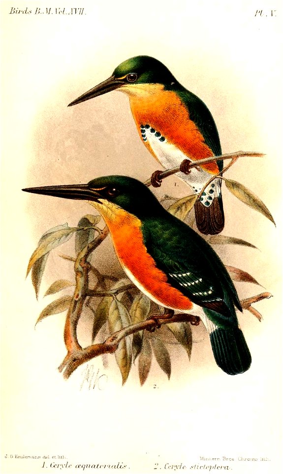 CeryleKeulemans