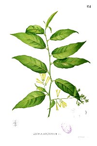 Cestrum nocturnum Blanco1.151