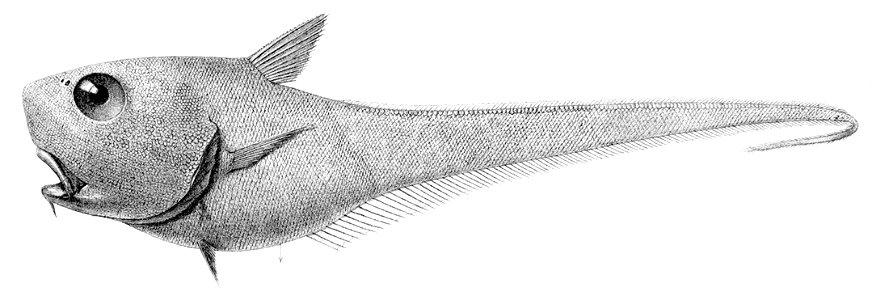 Cetonurus crassiceps2