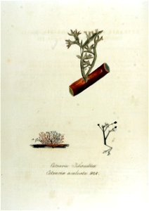 Cetraria aculeata — Flora Batava — Volume v12
