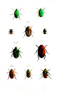 CetoniinaeFord1856