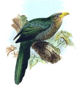Ceuthmochares australis - Birds of South Africa - V (cropped)