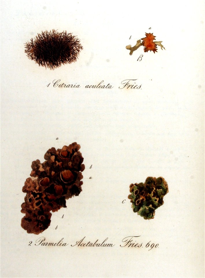 Cetraria aculeata — Flora Batava — Volume v9