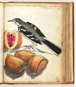 Ceylonse vogel bij Adamsappel