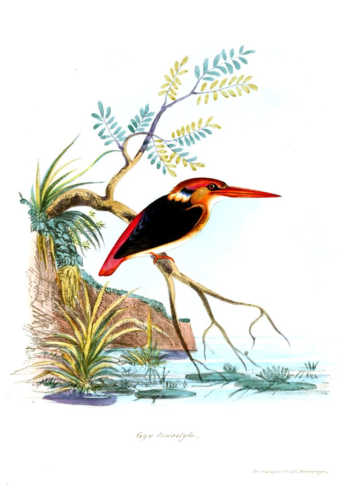 CeyxTridactylaJerdon