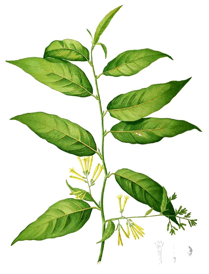 Cestrum nocturnum Blanco1.151-cropped